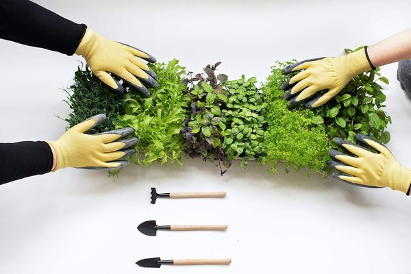 Quelles sont les méthodes pour cultiver des microgreens à la maison ?